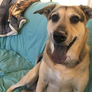 Meet your Posher, Steve